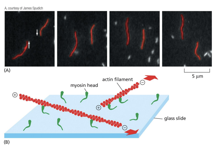 <p>Each myosin head binds and hydrolyzes ATP, using energy to walk towards (+) end of actin filament.</p><p></p><p>Opposing orientation of myosin heads in bipolar filament = efficient at sliding pairs of opposite orientation actin filaments towards each other</p>