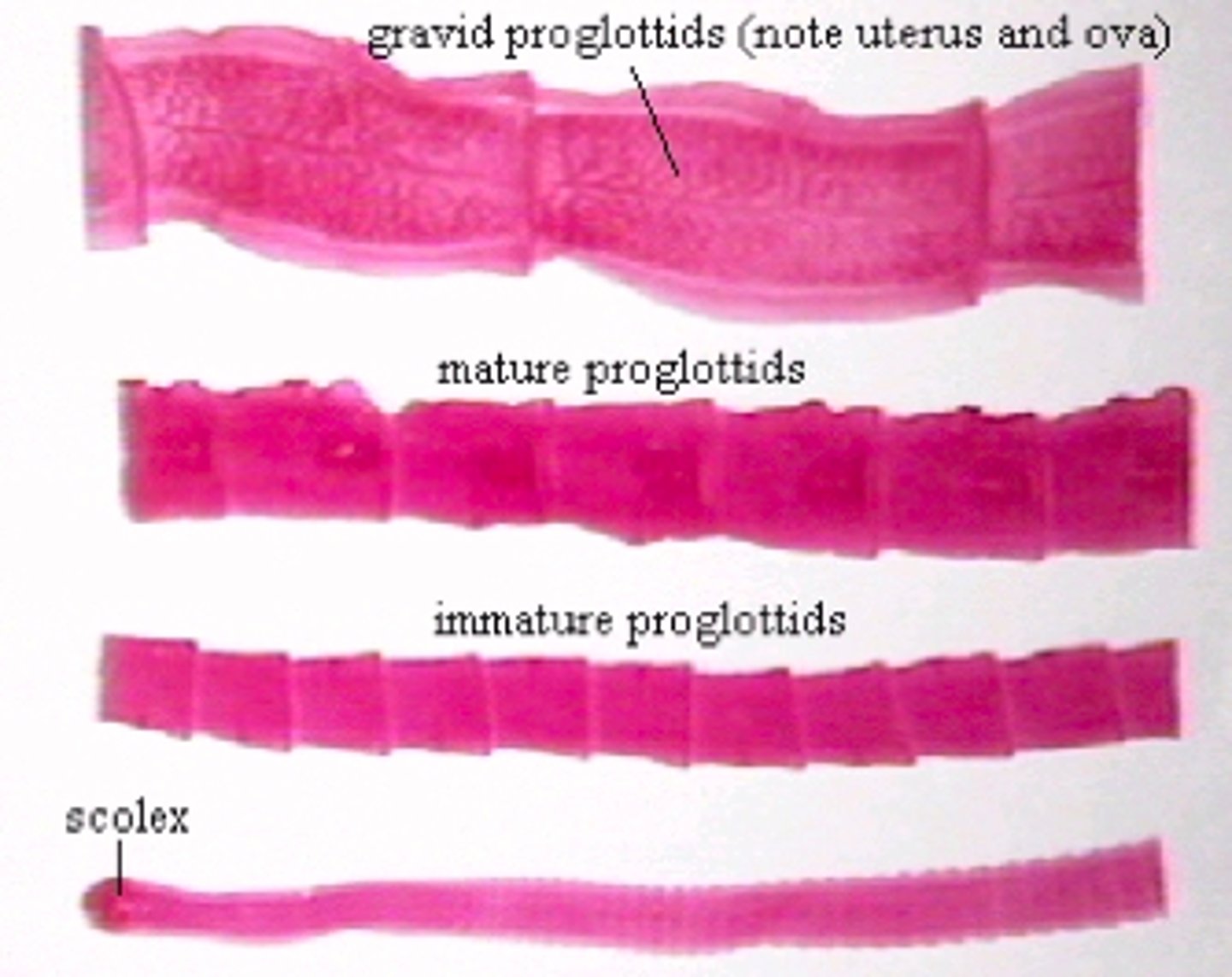 <p>proglottid - segments that detach and leave eggs - immature, mature, gravid</p><p>scolex - mouth hook thing to cling to stuff</p>