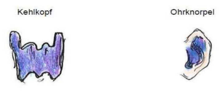 <p>Kehlkopf, Ohrknorpel</p>