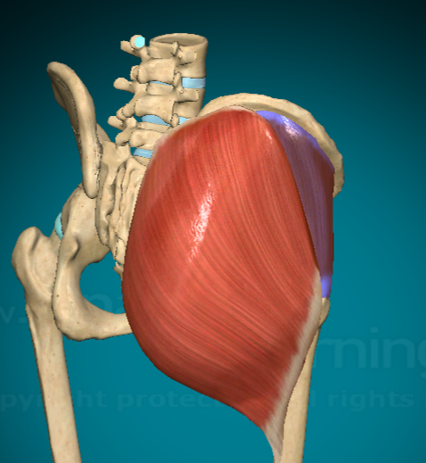 <p>What action does the Gluteus Medius allow for?</p>