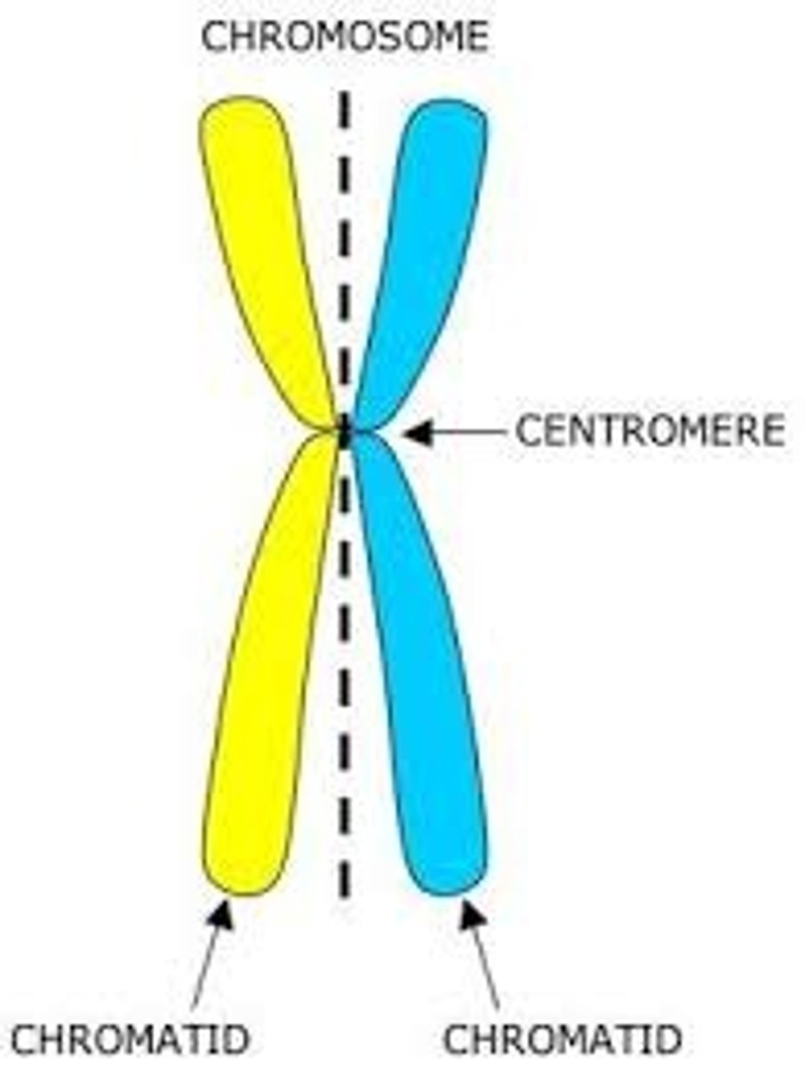 <p>one half of a duplicated chromosome</p>