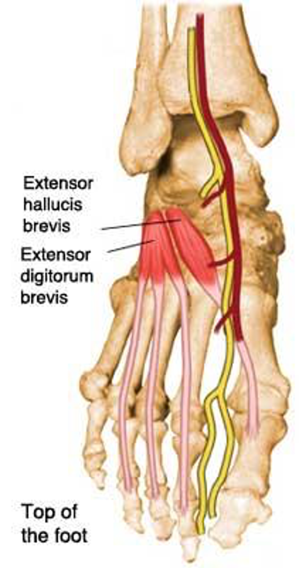 <p><strong>origin:</strong> calcaneus</p><p><strong>insertion:</strong> phalanx of 1st digit</p><p><strong>innervation:</strong> peroneal nerve </p><p><strong>action:</strong> extend 1st digit</p>