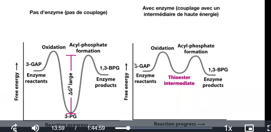 <ul><li><p>oxidation : on fait un intermediaire à partir de GAP : exothermique</p></li><li><p>on phosphorylise l’intermediaire pour donner du 1,3 BPG: endothermique</p></li><li><p>cest un couplage energetique enzymatique. intermed permet cette rxn. (thioester intermediate)</p></li></ul><p></p>