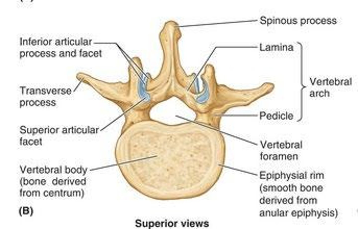 <p>They form facet joints that determine the movement allowed between vertebrae.</p>