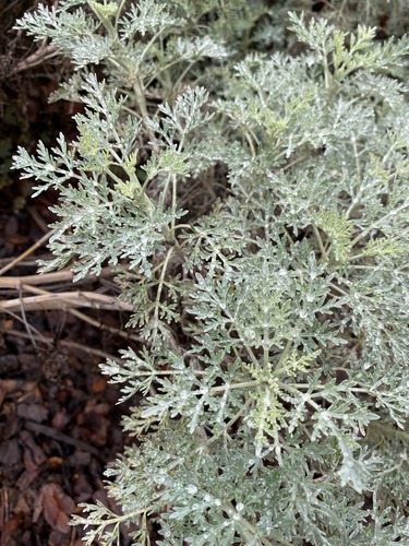 <p>Powis Castle Artemisia (Asteraceae)</p>