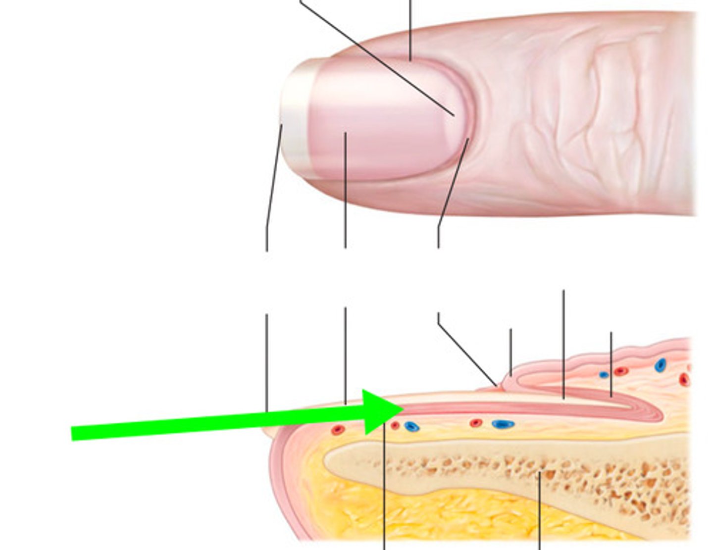 <p>skin underlying the nail plate</p>