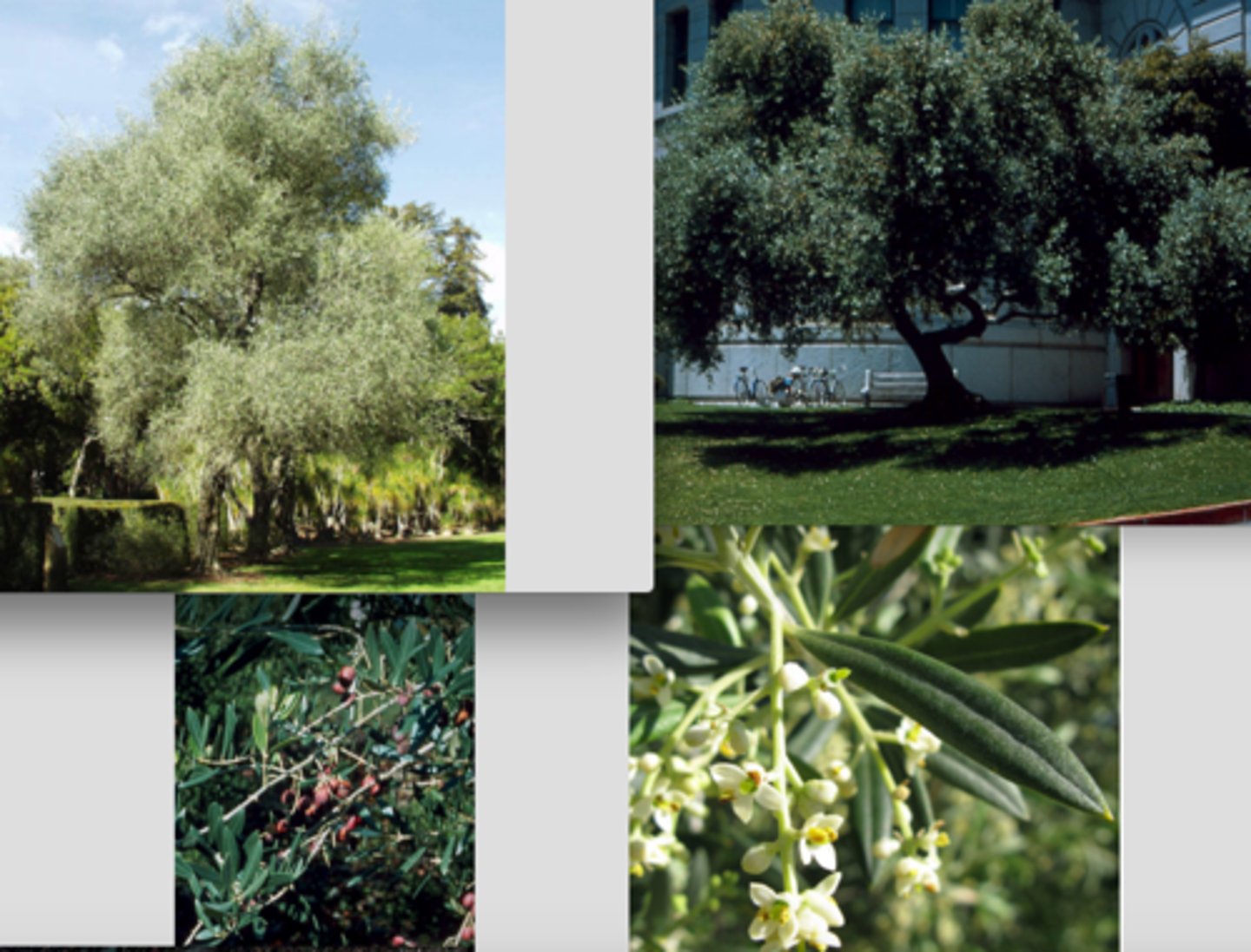 <p>Olive oil for the heart, dry skin and viruses</p><p>Part Used: Dried leaves, fresh branches containing leaves and flowers</p><p>Actions: Nutritive, emollient, demulcent</p><p>Indications: Oil from fruit (topically for dry skin, cradle cap; decreases heart disease risk), leaf: HTN; olive leaf extract: viral infections; gallstones</p>