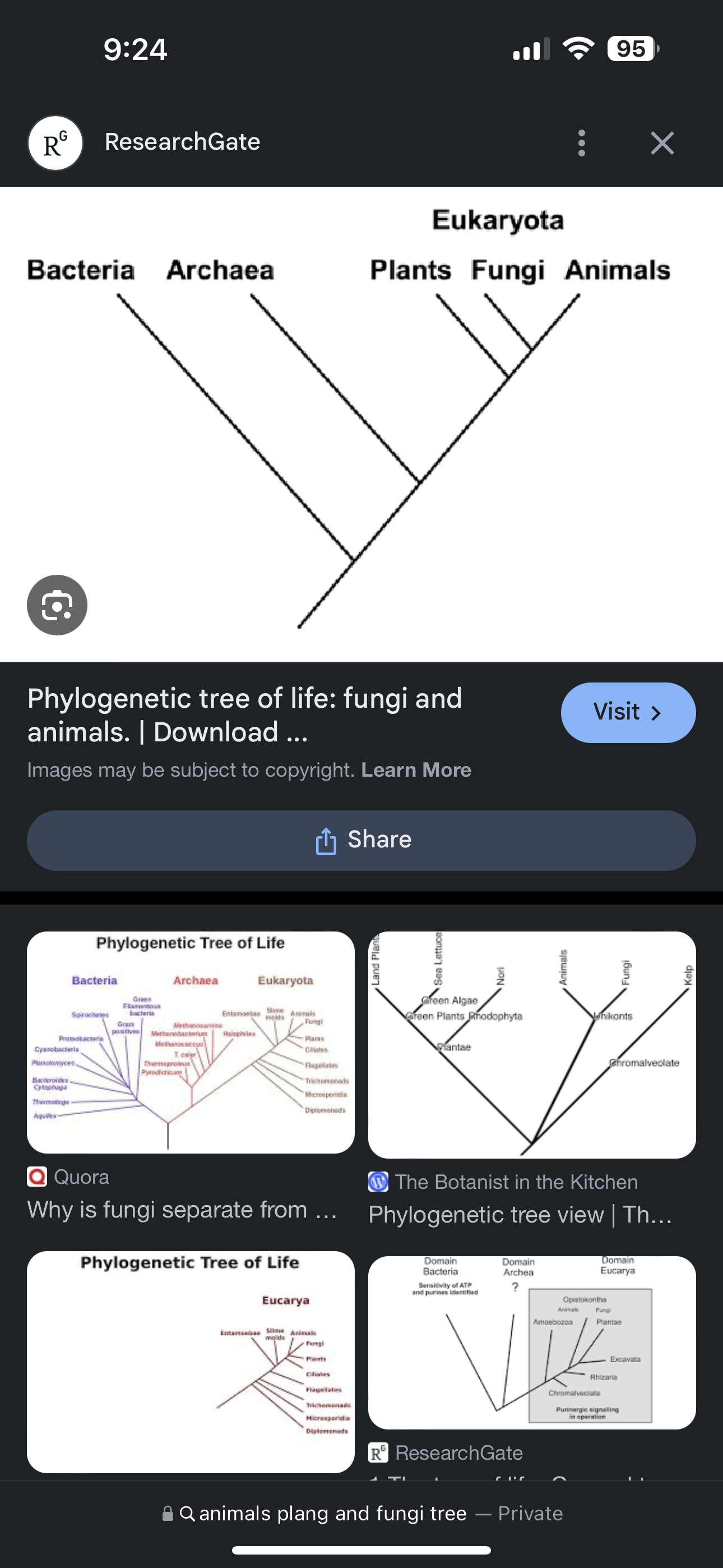 <p><span>Of these three organisms [bird, tree, fungus], which two are most closely related to each other?</span></p>