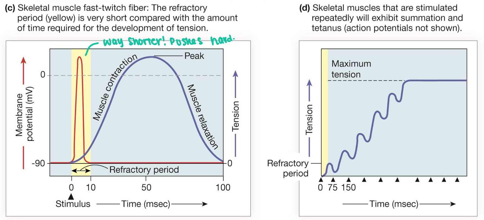 <ul><li><p>forced generating in this muscle is proportional to number and frequency of stimulation </p></li><li><p>tetanus and fused tetanus build tension</p></li><li><p>summation determines level of tension</p></li></ul><p></p>