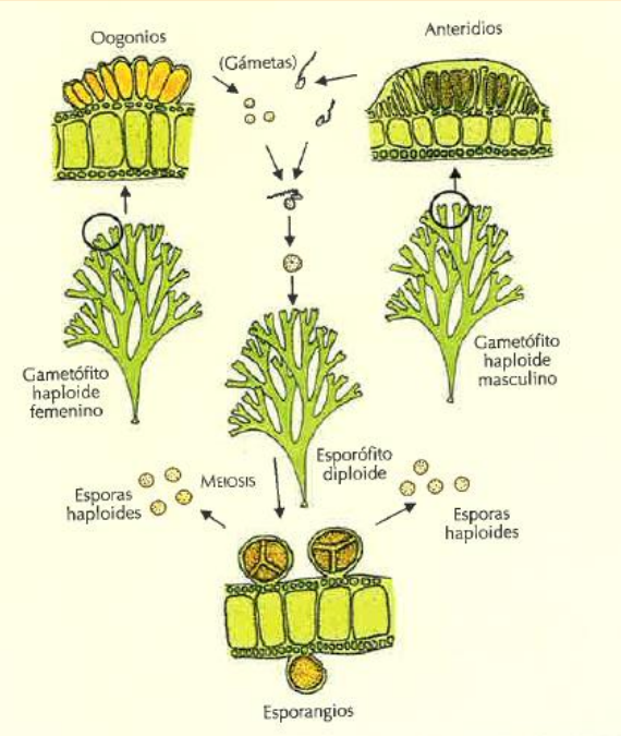 <ol><li><p style="text-align: justify;">Esporofito diploide</p></li><li><p style="text-align: justify;">Se produce una meiosis y se generan tetrasporas en los meiosporangios. Aunque también existen esporangios que generan gametofitos diploides.</p></li><li><p style="text-align: justify;">El 50% germinan para dar gametofitos haploides femeninos y el otro 50 serán masculinos.</p></li><li><p style="text-align: justify;">Los gametangios masculinos producirán gran cantidad de gametos en los anteridios. Y los Oogonios producirán gametos femeninos, que son esféricos. (mitosis)</p></li><li><p style="text-align: justify;">Ambos gametos se fusionarán y darán lugar de nuevo al esporofito diploide.</p></li></ol><p style="text-align: justify;"></p>