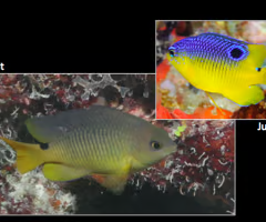 <p><span><span>fish?</span></span></p>