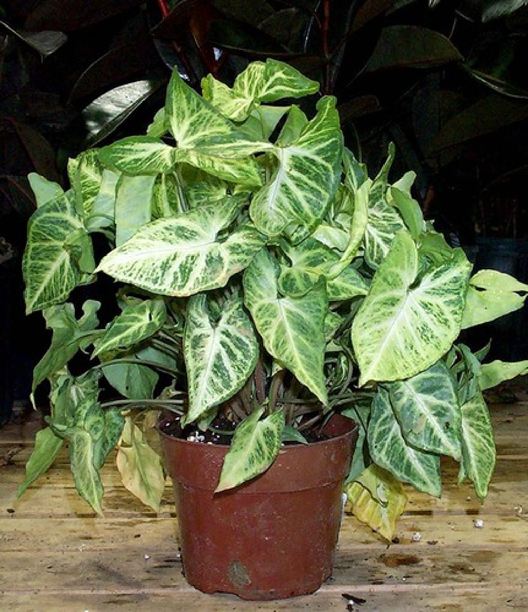 <p>Syngonium podophyllum</p>