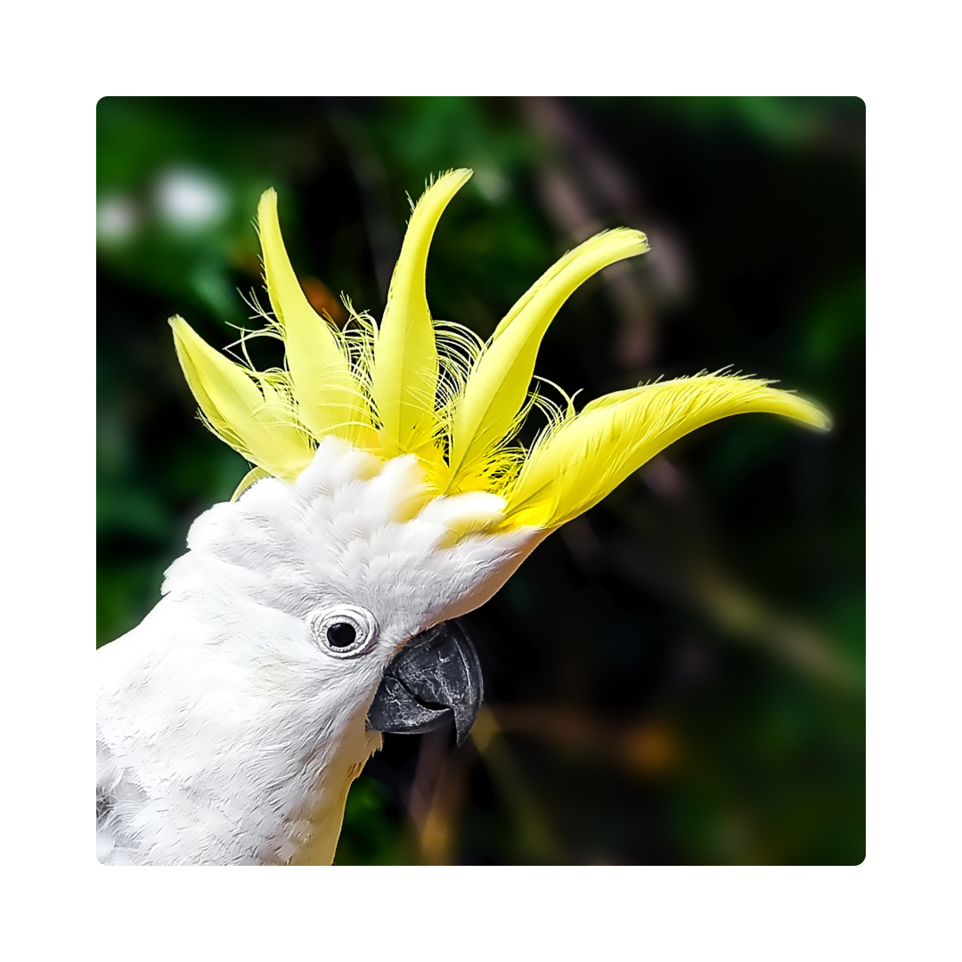 <p><span>This parrot has a colorful </span><strong>crest</strong><span> on its head.</span></p>