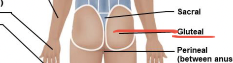 <p>butt; “glutes”</p>