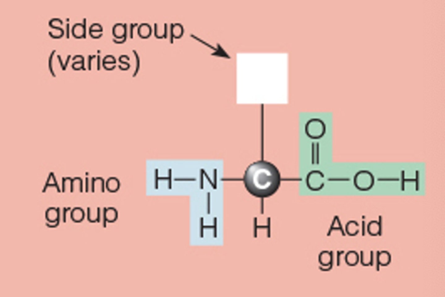 <p>carbon, hydrogen, amino group, acid group, side group or side chain</p>