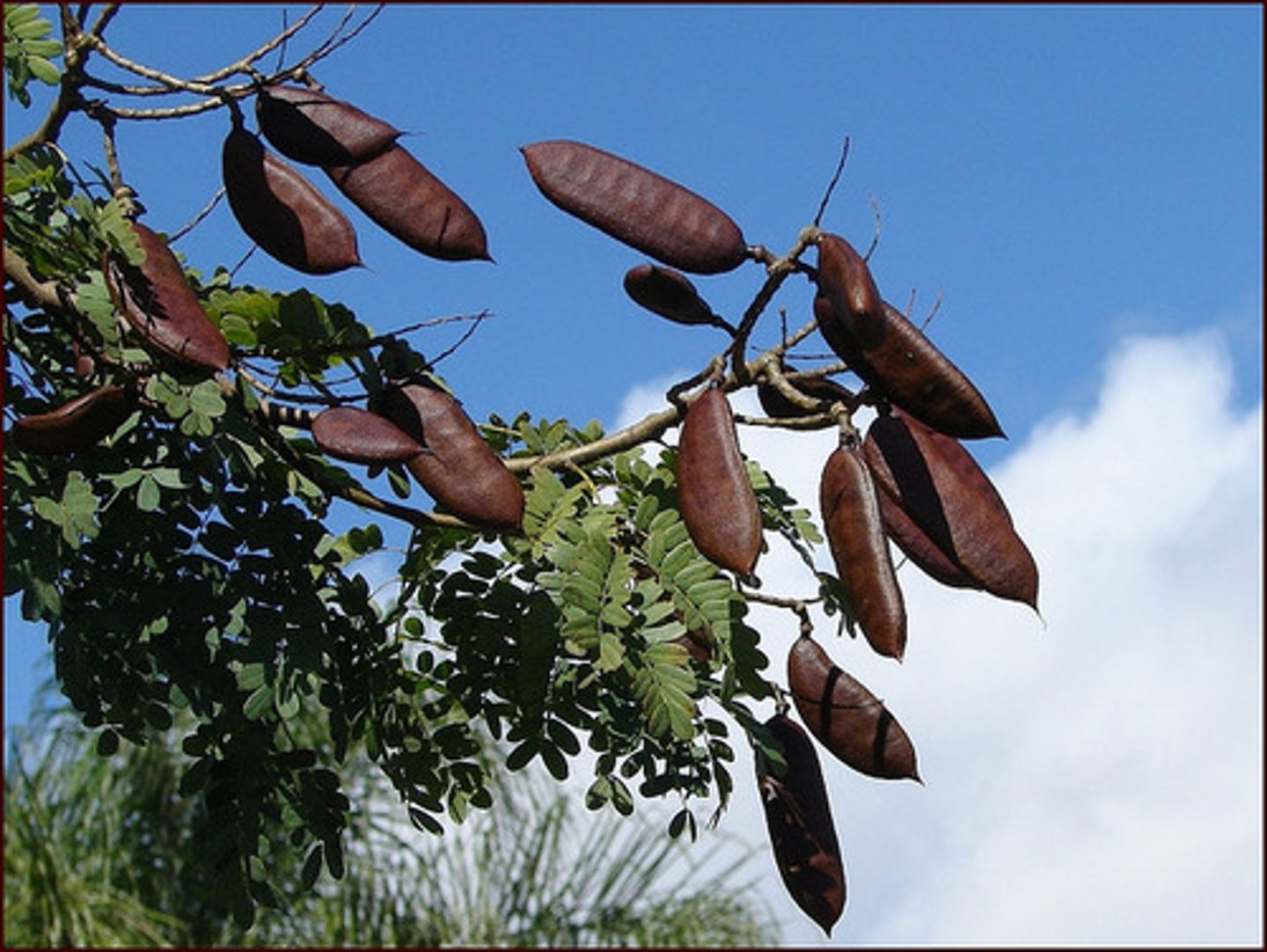 <p>the natural bursting open of capsules, fruits, anthers, etc., for the discharge of their contents</p>