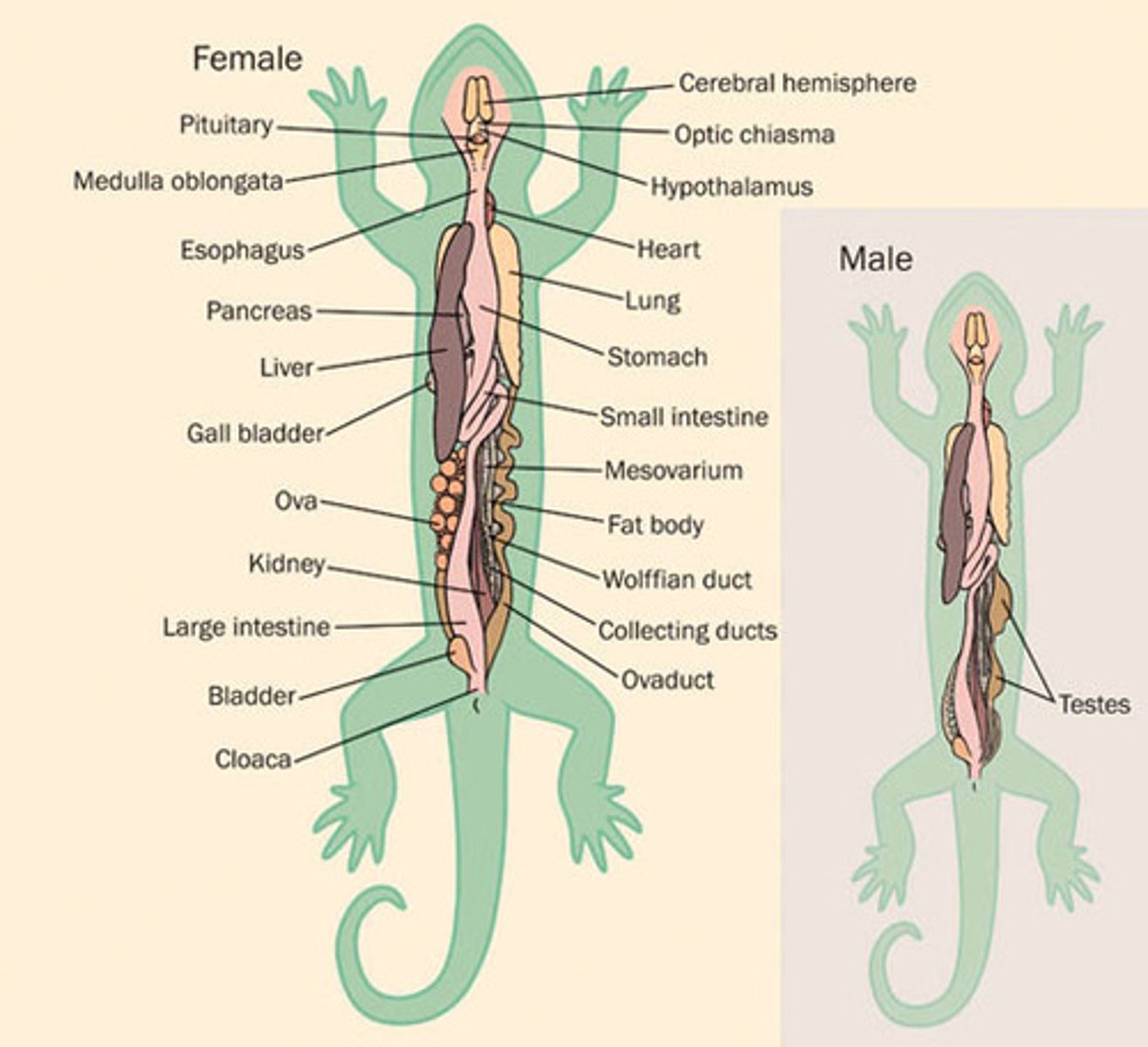 <p>1. gills (juvenile)</p><p>2. lungs (adult)</p>