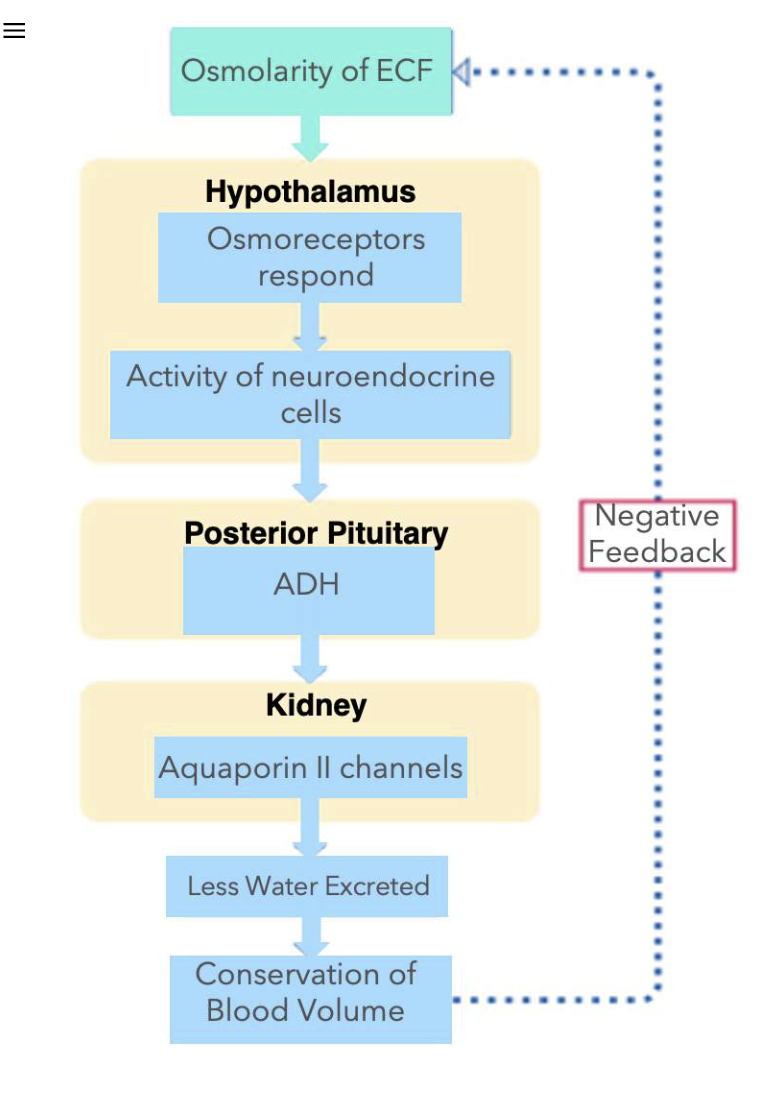 <p>Similarly, activation of osmoreceptors can also cause the release of ADH from the posterior pituitary.</p><p>When there is less water in the body, this will cause an increase in the osmolarity of the extracellular fluid (ECF), which includes the blood. Osmoreceptors can detect changes in osmolarity.</p><p>Recall that osmoreceptors respond by physically changing the volume of the cell body of these sensory neurons. A shrivelling or decrease in osmoreceptor volume, will trigger action potentials.</p><p>Osmoreceptors release excitatory neurotransmitters on the neuroendocrine cells in the hypothalamus. Once activated, this causes the release of ADH from the posterior pituitary. Just like in the baroreceptor example, ADH in the blood will result in an increase in the number of aquaporin II channels in the luminal membrane of principal cells of the collecting duct. Less water is excreted in urine, and blood volume is conserved.</p>