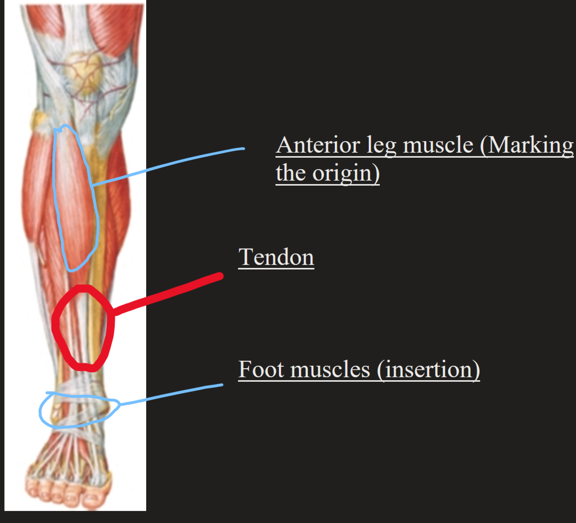 <ul><li><p>Origin of muscle</p></li><li><p>Insertion</p></li><li><p>Action</p></li><li><p>Innervation</p></li></ul><p></p>