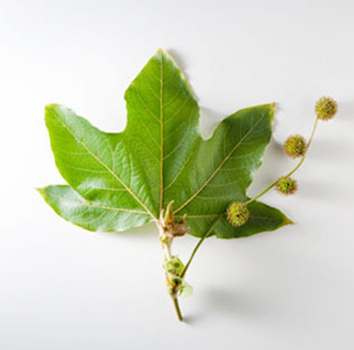 <p>Platanus racemosa (riparian)</p><p>Leaves: Palmately lobed, alternate phyllotaxy.</p><p>Bark: Mottled, peeling bark reveals white, gray, and green patches.</p><p>Unique Features: Sycamore seed balls hang like ornaments; attracts various birds.</p><p>Historical Use: Native Americans used bark for medicine and leaves as a covering.</p>