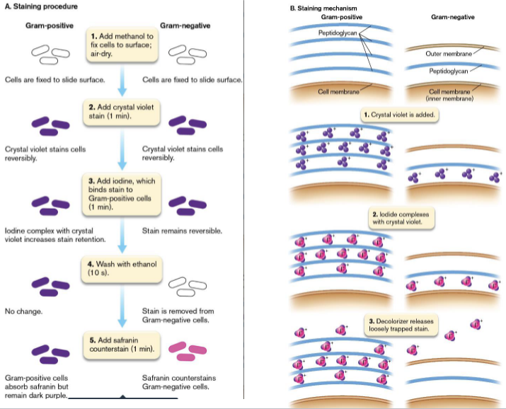 <p>Gram Positive-like turn purple and Gram Negative-like turn pink</p>