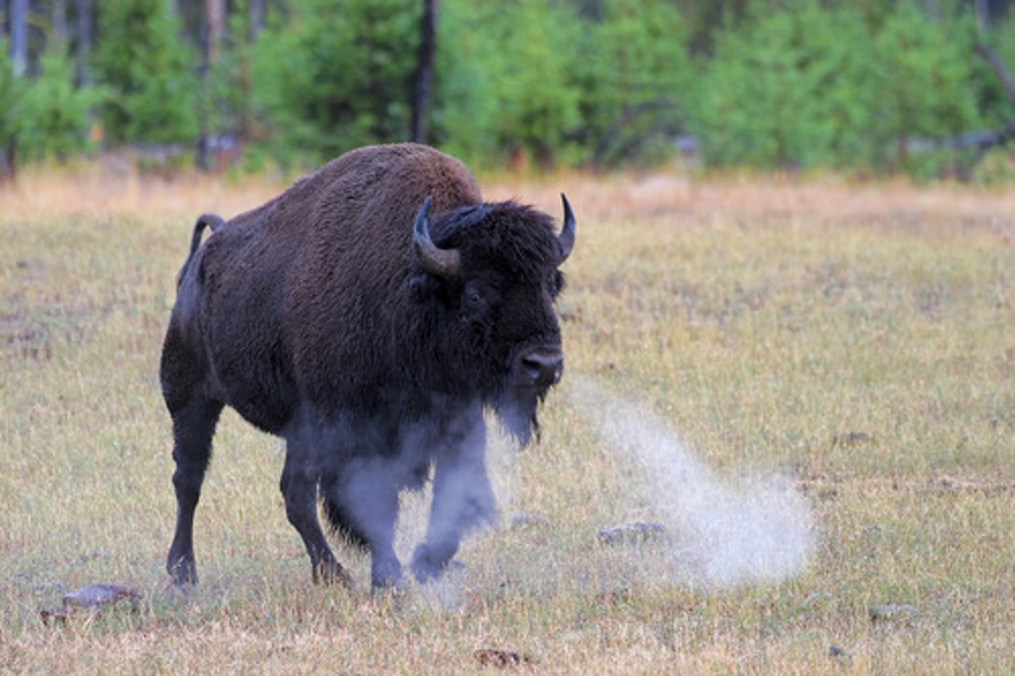 <p>a harsh sound made by forcefully exhaling air through the nose.</p>