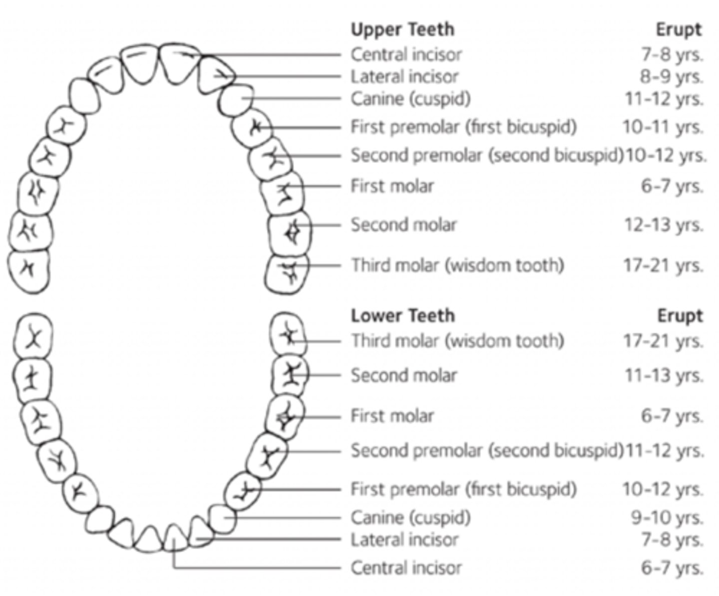 knowt flashcard image