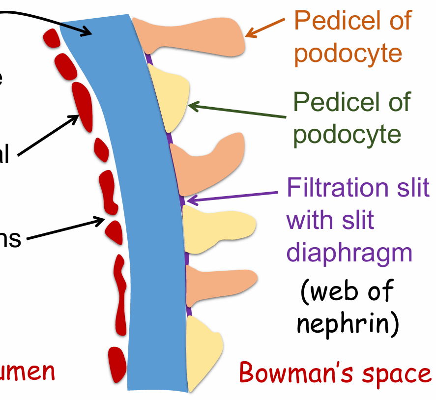 <ol><li><p>Pedicel of podocyte</p></li><li><p>Filtration slit with slit diaphragm (web of nephrin)</p></li></ol><p></p>
