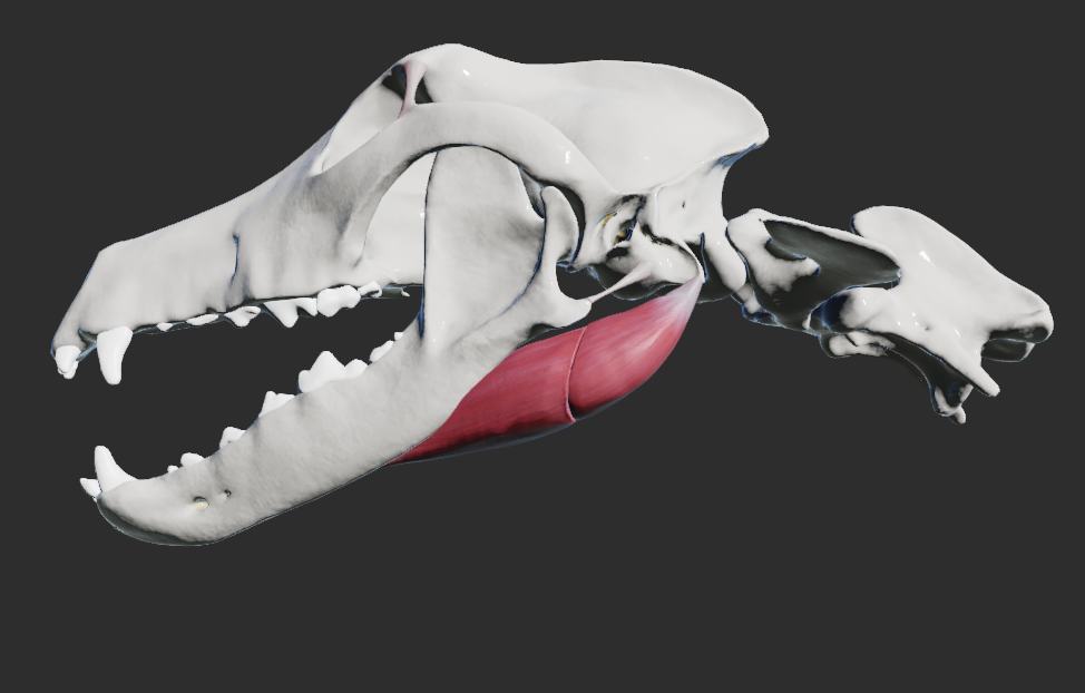 <p>odstup:</p><p>venter caudalis – processus paracondylaris ossis occipitalis</p><p>venter rostralis – úponová část venter caudalis</p><p>úpon:</p><p>mediální plocha corpus mandibulae (od angulus mandibulae po úroveň prvního moláru) </p><p>funkce:</p><p>pohyb v articulatio temporomandibularis</p><p></p>