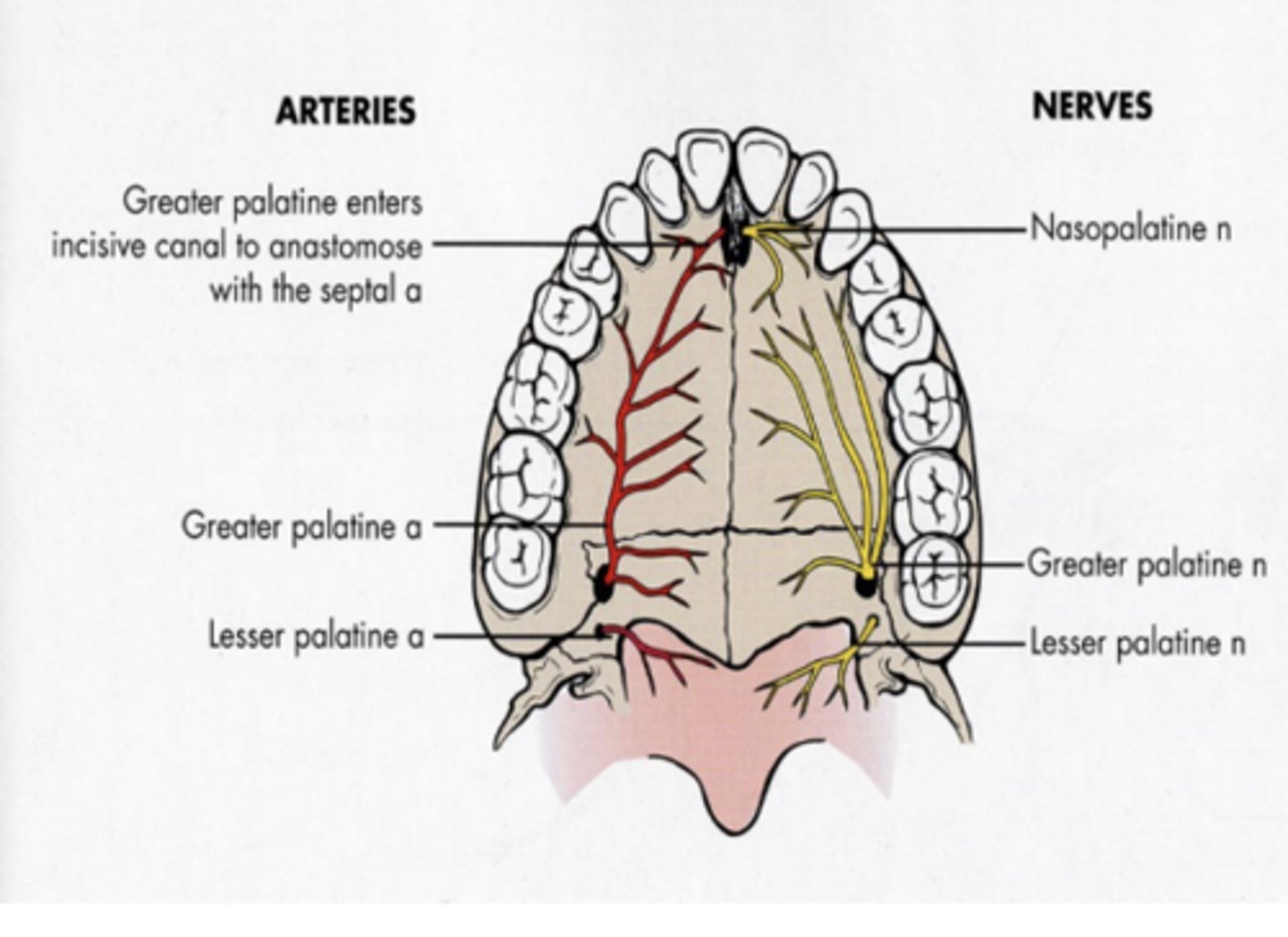 knowt flashcard image