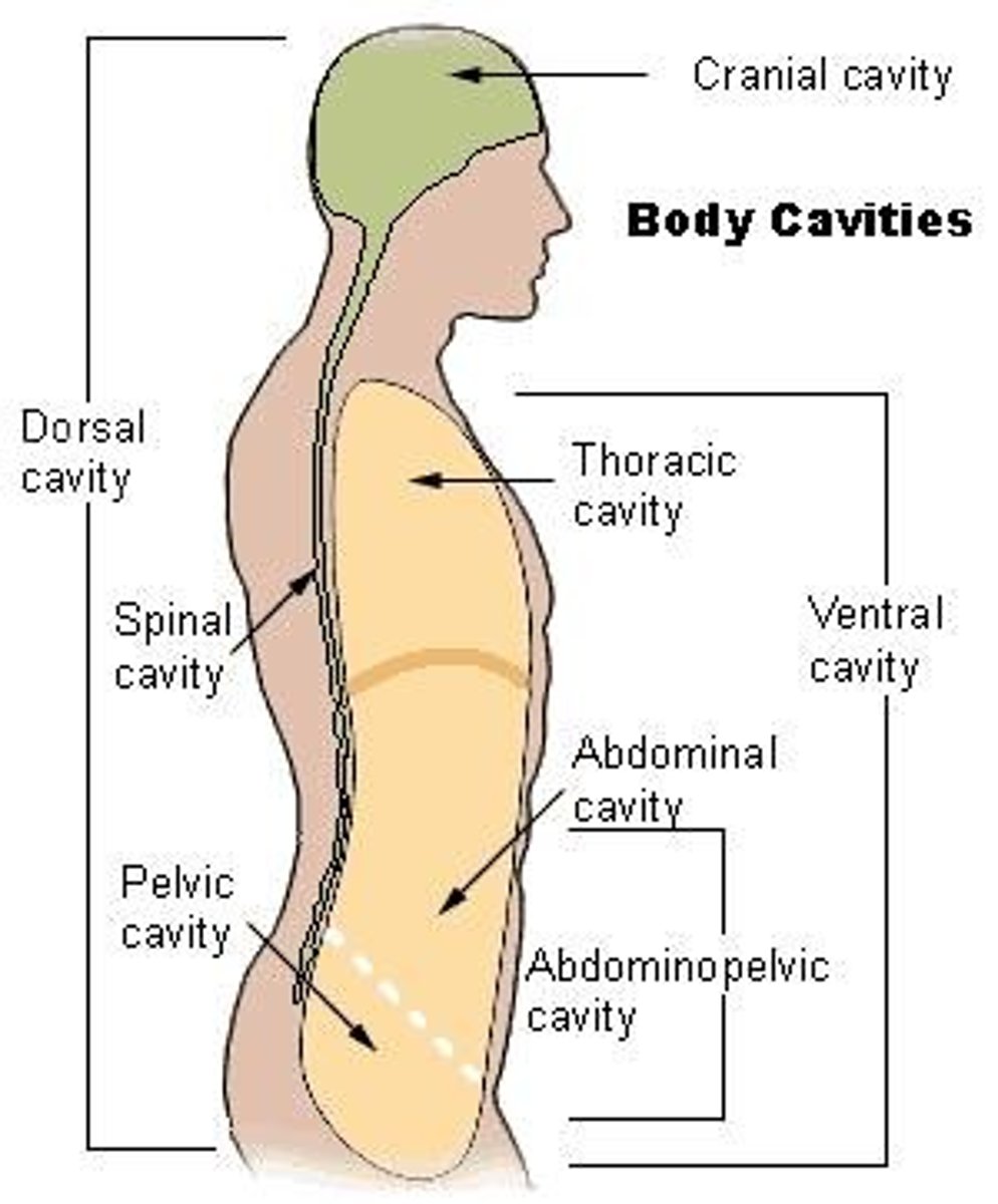 <p>1. Dorsal Cavity: Located posteriorly, includes cranial and spinal cavities</p><p>2. Ventral Cavity: The largest body cavity, subdivided into thoracic cavity and abdomino-pelvic cavity.</p>