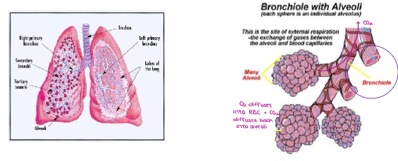 <ul><li><p><strong><u>Alveoli</u></strong> are thin, small sacs in the lungs to increase surface area to <u>maximize gas exchange.</u></p><ul><li><p>O<sub>2</sub> into blood cells + O<sub>2</sub> out</p></li></ul></li></ul><p></p>