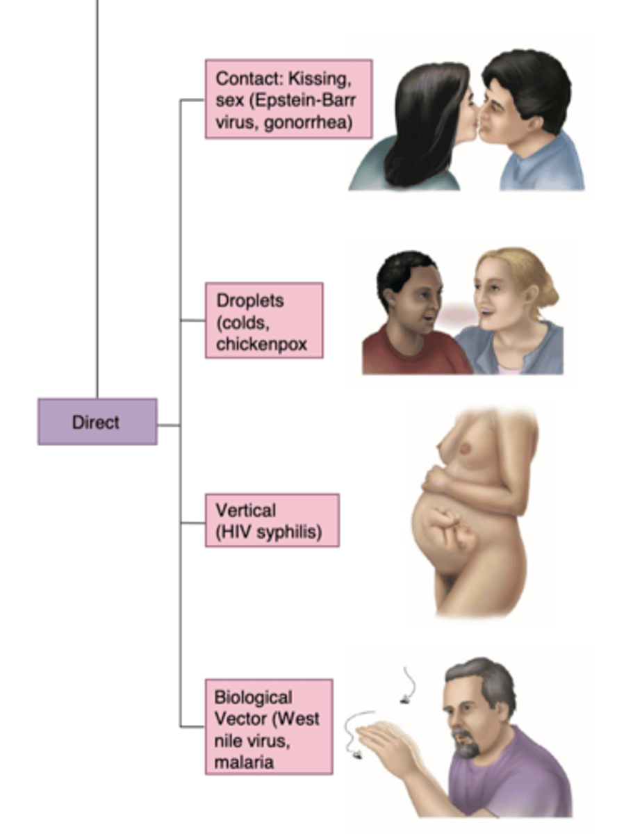 <p>- contact; kissing. sex</p><p>- droplets; colds, chickenpox</p><p>- vertical; HIV, syphillis</p><p>- biological vector; west nile virus, malaria</p>