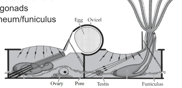<p>Hermaphroditic colones</p><p>zooids male or female</p><p>no true gonads- peritoneum/funiculus </p><p>sperm spawned through tentacles</p><p>internal fertalization - capture</p><p>some fertilized eggs shed</p><p>brooding- ovicells, placental</p>