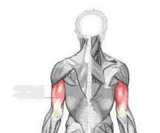 <p>triceps brachii</p>