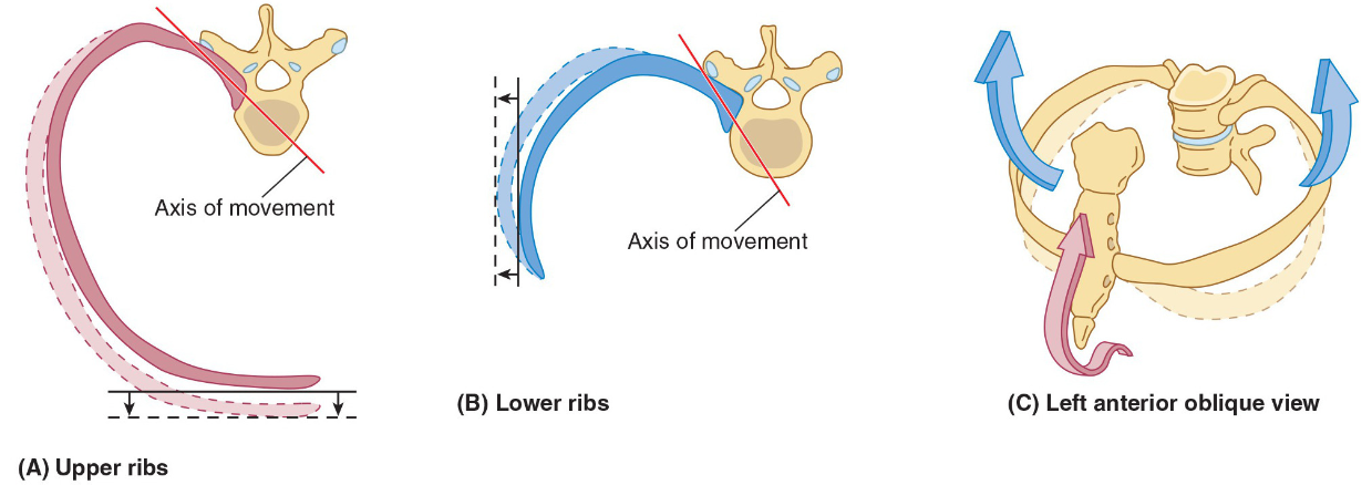 <p>The anteroposterior motion is often compared to a <strong>pump handle </strong>action where the ribs are the handle of the pump.</p><p style="text-align: start">The lateral movement is often compared to a<strong> bucket handle</strong> where the ribs are a handle pivoting at the spine and sternum.</p>