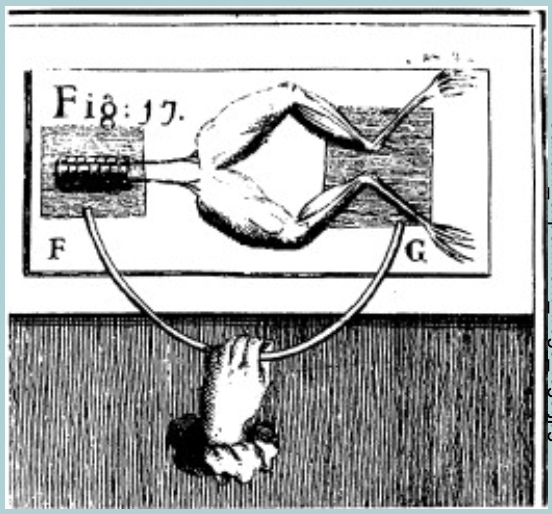 <p>Luigi galvani:</p><ul><li><p>Observed FROG LEGS  hanging on a wire would TWITCH during an electrical storm </p></li><li><p>Hypothesized that sparks from the storm activated MUSCLES  </p></li><li><p>Applied CURRENT to a dissected NERVE attached to the leg (the leg TWITCHED) </p></li><li><p>Concluded that the NERVOUS SYSTEM used ELECTRICITY to communicate </p></li></ul><p></p>