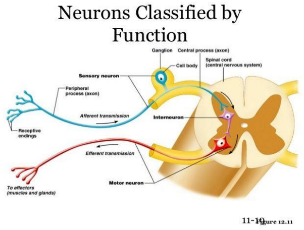 <p>Duyu</p><p>Motor</p><p>İnternöron</p><p></p>