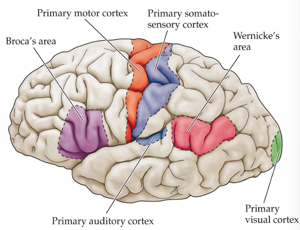 <p>temporal lobe (pink)</p>