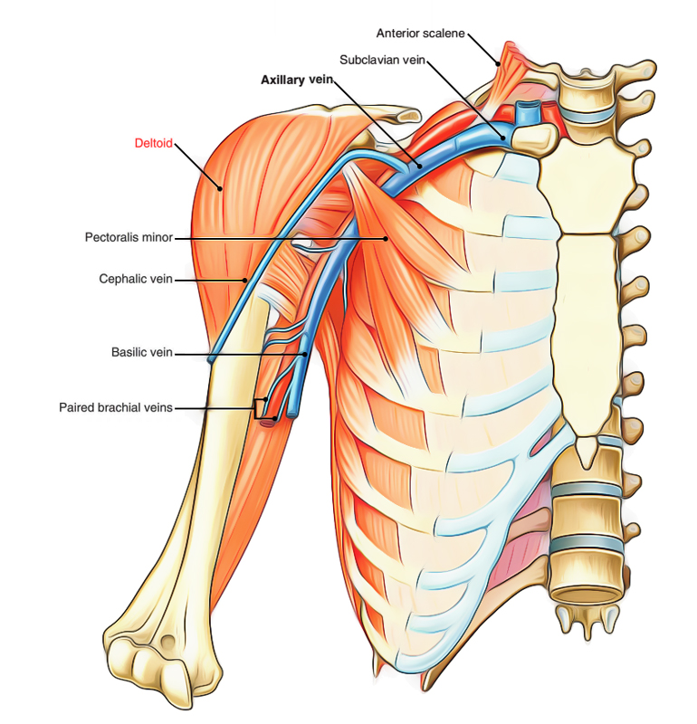 <p>Deltoid</p>