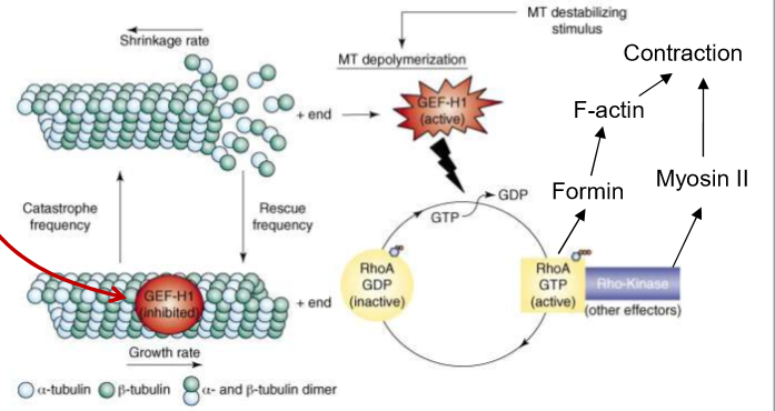 <ul><li><p>Microtubules bind to the GEF of Rho-GTPase:<strong> GEF-H1</strong>. This prevents Rho-ATPase from being able to exchange GDP and bind to GTO</p></li><li><p>GEF-H1 also prevents MT depolymerization/catastrophe when bound to MT and inhibited</p></li></ul><p></p>
