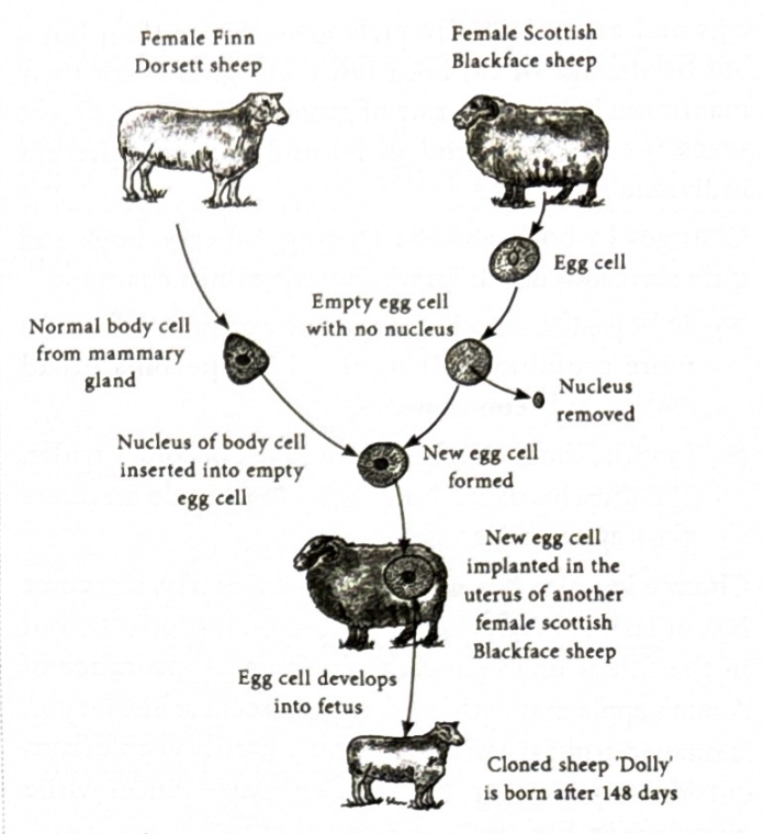 <p>By replacing the eggs nucleus and adding who you want to clones nucleus from a body cell and implant into a new sheep.</p>