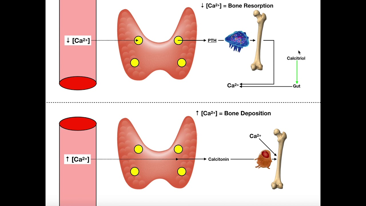 <ol><li><p>PTH - acts on osteoblasts - <span style="color: red"><strong><em>activation of mature osteoclasts</em></strong></span> - increases calcium </p></li><li><p>Calcitonin - strongly<span style="color: green"><strong><em> inhibits bone-resorbing activity of osteoclasts</em></strong></span> - calcium decreases </p></li></ol><p></p>
