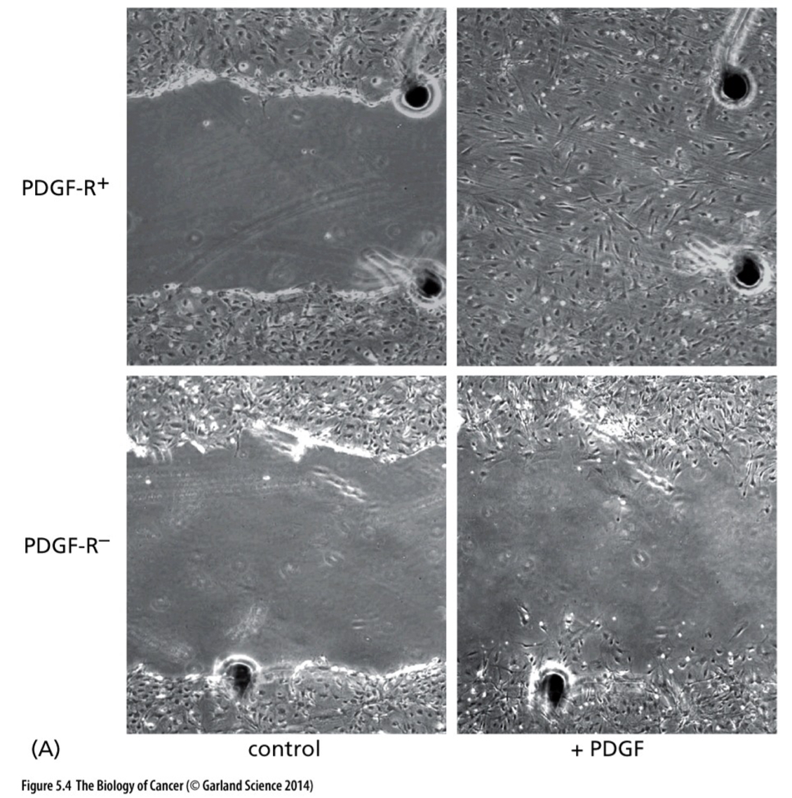 <p>Which growth factor affected the top right picture?</p>