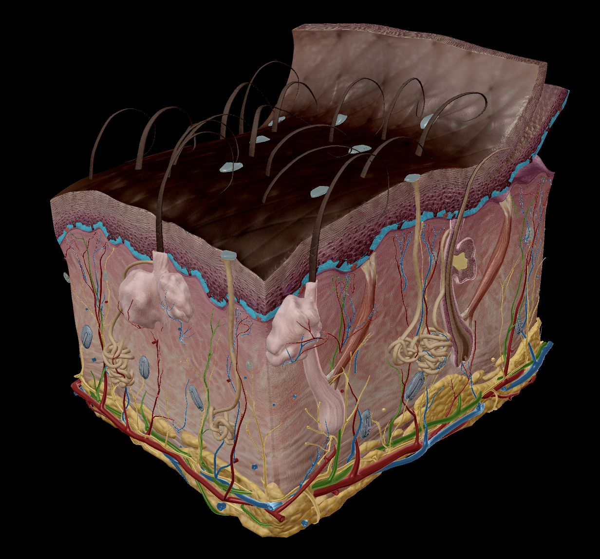 <p><em><u>Basale’</u></em> - means “base”</p><p>Contains actively dividing cells - <em><mark data-color="yellow" style="background-color: yellow; color: inherit;">keratinocytes</mark></em></p><ul><li><p>One Keratinocyte will split into two daughter cells.</p><ul><li><p>One of the daughter keratinocytes is pushed further up, while the other stays to become a new dividing cell.</p></li><li><p>As the <u>daughter cell moves through the layers up to the stratum corneum</u>, they change their function.</p></li></ul></li></ul><p></p><p><strong><em><mark data-color="blue" style="background-color: blue; color: inherit;"><u>Epidermis is avascular</u></mark></em></strong></p><ul><li><p>No blood supply, but vessels present adjacent provide nutrients to the deepest layer of the stratum basale for keratinocyte division</p></li></ul><p></p>