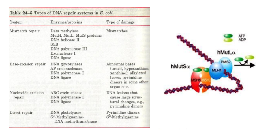 <p><strong>Mismatch Repair (MMR)</strong>: “Fixing incorrectly paired bases.”</p><p>Because mismatch repair fixes <strong>wrong base pairs</strong> created during replication (e.g., G–T, A–C).<br>The system recognizes the “mismatch” and “repairs” it.</p><p><strong>Base-Excision Repair (BER):</strong> “<u>Cutting out a damaged base </u>and<strong> fixing the DNA.</strong>”</p><p>A <strong>damaged base</strong> (like <strong>uracil, oxidized C, alkylated G</strong>) is <strong>excised</strong> by a <strong>DNA glycosylase</strong> → then repaired.</p><p>DNA: “DNA” “glyco”: sugar “ase: “performing an action”, “An enzyme that acts on (or removes) the sugar-linked part of DNA.”</p><p><strong>Nucleotide-Excision Repair (NER)</strong>: “Cutting out an entire damaged nucleotide (or patch of nucleotides) to repair the DNA.”</p><p>NER removes <em>bulky lesions</em> (thymine dimers, big adducts) by <strong>cutting out a whole chunk</strong> of nucleotides, not just one base.</p><p><strong>Direct Repair (Direct Reversal)</strong> <strong>Etymology</strong> </p><ul><li><p><strong>Direct</strong> → from Latin <em>directus</em>, “straight, immediate”</p></li><li><p><strong>Repair</strong> → “restore or fix”</p></li></ul><p> <strong>Literal Meaning</strong> </p><p><strong>“Fixing the damage directly without removing the base or nucleotide.”</strong></p><p> Why this name? </p><p>Because this is the <strong>only</strong> repair that:</p><ul><li><p>does <strong>not</strong> cut out the base</p></li><li><p>does <strong>not</strong> excise nucleotides</p></li><li><p>just <strong>chemically reverses</strong> the damage in place<br>Examples:</p></li><li><p>Photolyase directly reverses thymine dimers (non-human organisms)</p></li><li><p>MGMT directly removes a methyl group from O⁶-methylguanine</p></li></ul><p>So the repair is <strong>direct</strong></p>