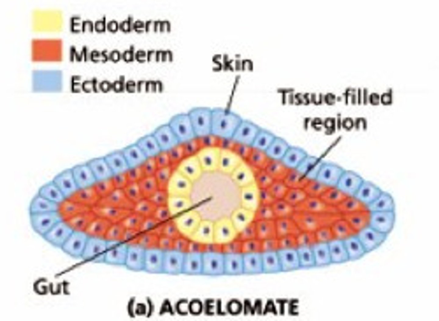 <p>an animal that lacks a coelom, or body cavity</p>