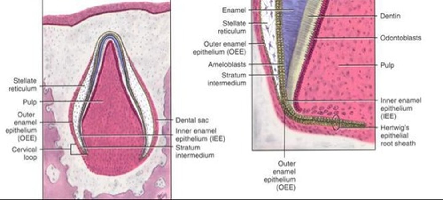 <p>Globs of enamel found on dentin in bifurcations and trifurcations.</p>