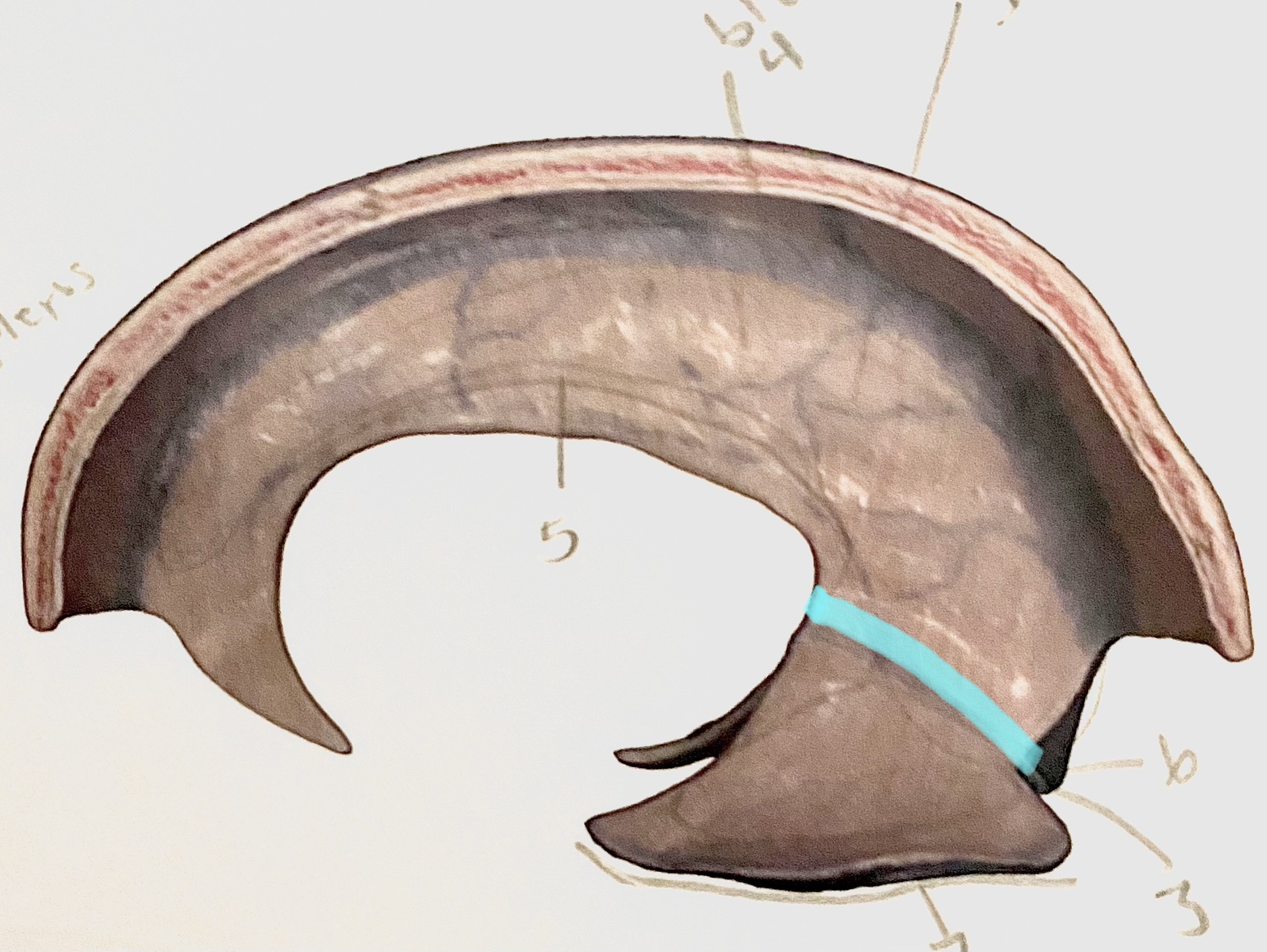 knowt flashcard image