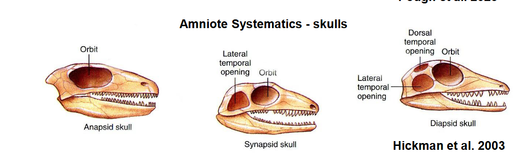<ul><li><p>anapsid = no fenestrae</p></li><li><p>1 fenestra = synapsid</p></li><li><p>diapsid = 2 fenestrae</p></li></ul><p></p><ul><li><p>function: </p><ul><li><p>increased surface area for jaw muscle attachment and more space for larger jaw muscles</p></li><li><p>allow different orientation of jaw muscles to improve jaw muscularies</p></li></ul></li></ul><p></p>